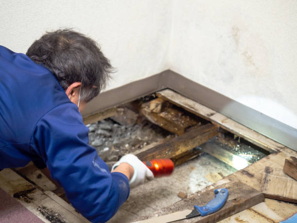 Best Best Mold Removal Companies  in Campti, LA