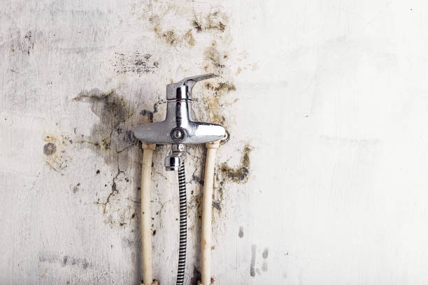 Best Professional Mold Removal  in Campti, LA