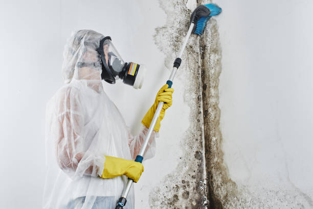 Best Home Mold Removal  in Campti, LA