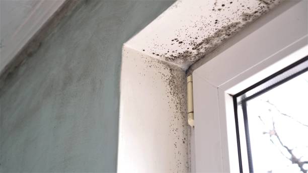 Professional Mold Removal in Campti, LA