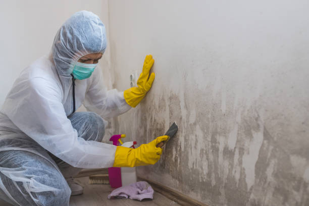 Best Mold Testing  in Campti, LA