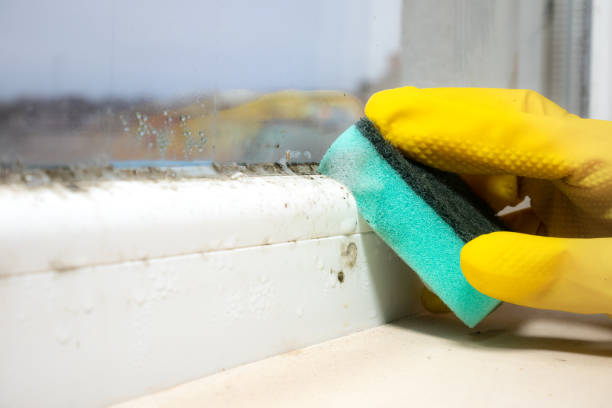 Best Water Damage Restoration  in Campti, LA