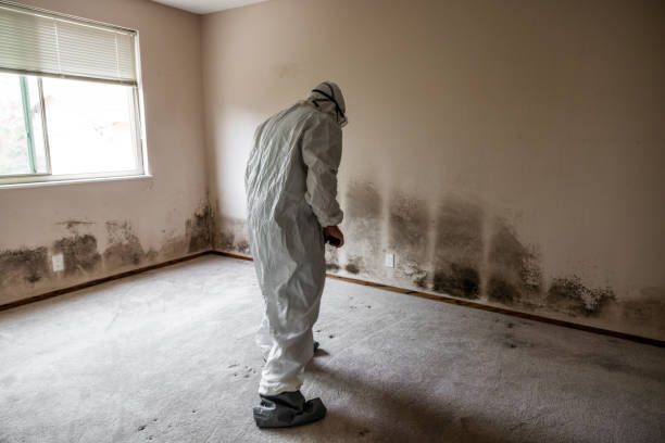 Best Mold Removal Company Near Me  in Campti, LA
