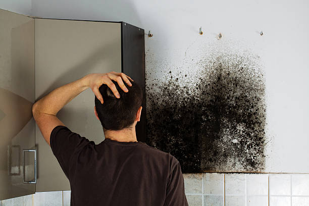 Best Local Mold Removal Service  in Campti, LA