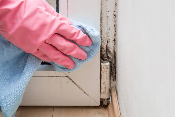 Best Black Mold Removal  in Campti, LA