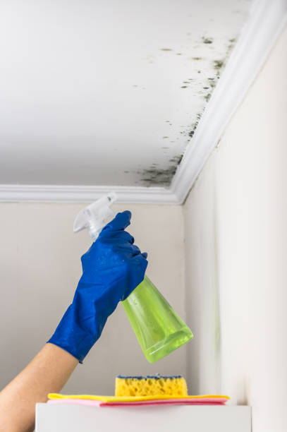Best Residential Mold Removal  in Campti, LA