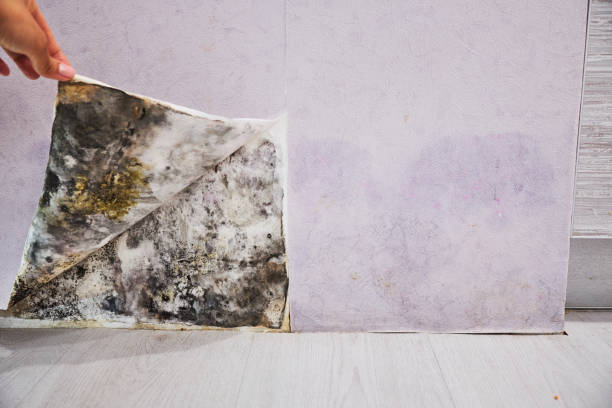 Office Mold Removal Services in Campti, LA